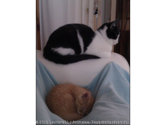 Deux chats - Photo de Chats