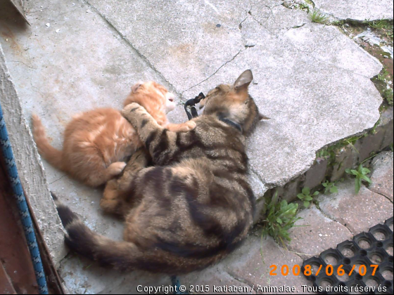 Titeuf et Izidor - Photo de Chats