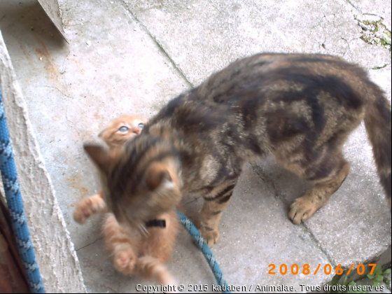 la récré - Photo de Chats