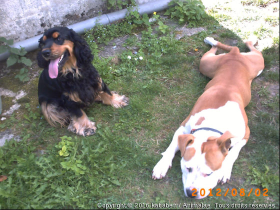 Diaz et un chien que je garde - Photo de Chiens