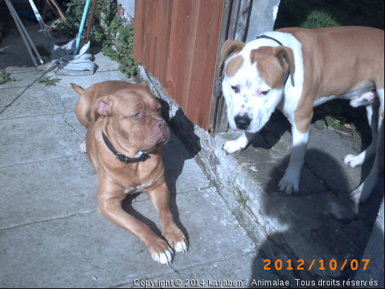 Diaz et une chienne que je garde - Photo de Chiens