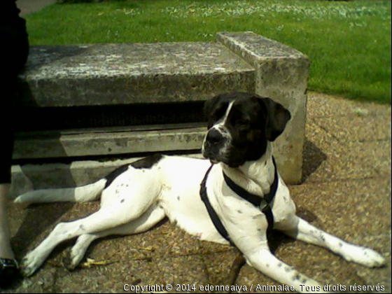 edenne qui fait bronzette - Photo de Chiens