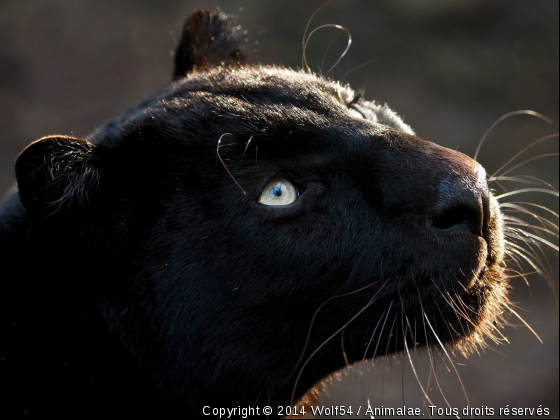 Magnique panthère noire - Photo de Animaux sauvages