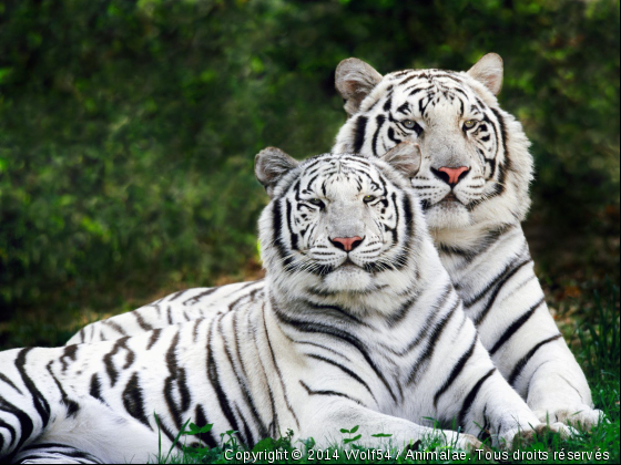 Couple de tigres blancs de sibérie - Photo de Animaux sauvages