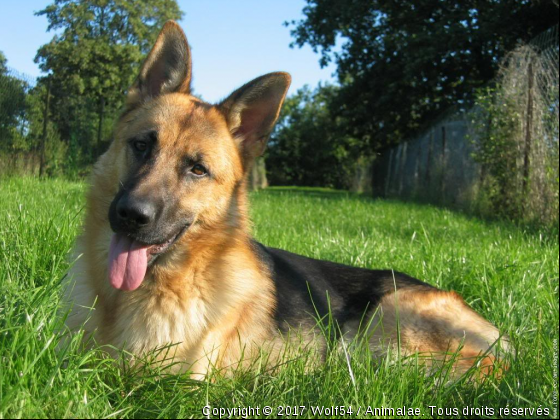 Berger allemand - Photo de Chiens