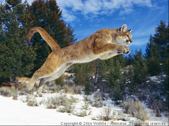 Puma qui saute - Photo de Animaux sauvages