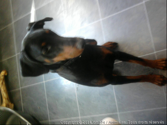 Furia, Dobermann - Photo de Chiens