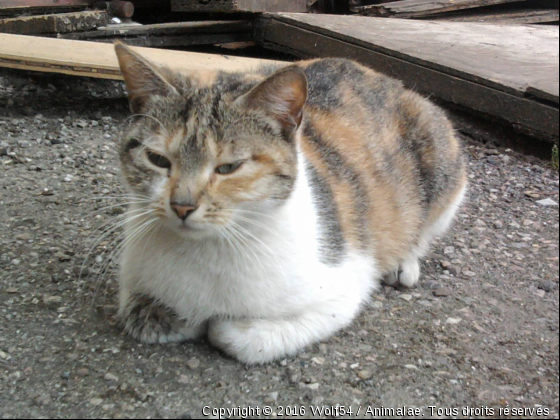 Bella, chatte gouttière - Photo de Chats