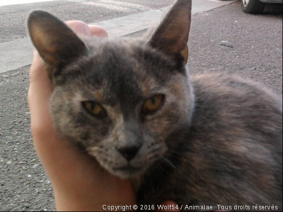 Chat croisé nommé Minette - Photo de Chats