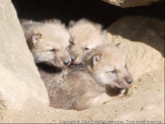 louveteaux du zoo d&#039;amnéville - Photo de Animaux sauvages