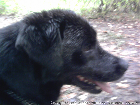 Ursus refuge du mordant - Photo de Chiens