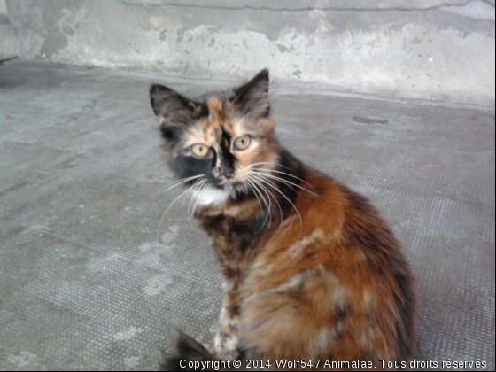 Chaton écaille de tortue, poils longs - Photo de Chats