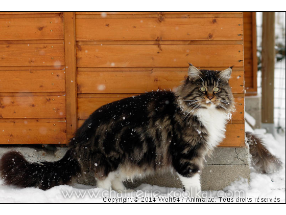 Maine Coon - Photo de Chats