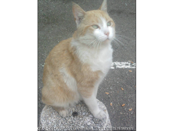 Toulouse, chat de la rue. - Photo de Chats