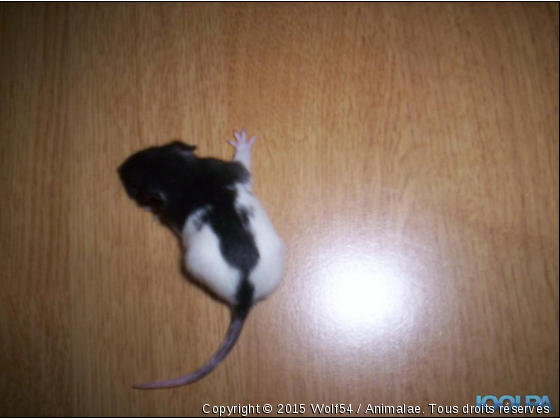 Rat noir et blanc - Photo de Rongeurs