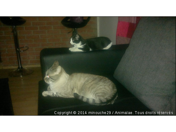 mes amours - Photo de Chats