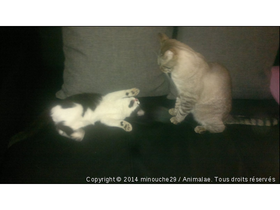 mes amours - Photo de Chats