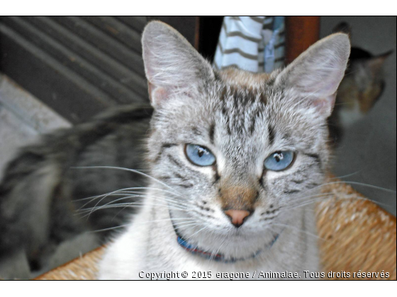 Sans oublier Jupiter la maman ! - Photo de Chats