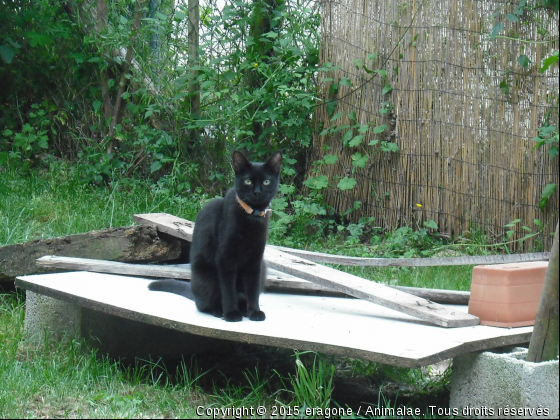 et notre petite derniére Bounty ! - Photo de Chats