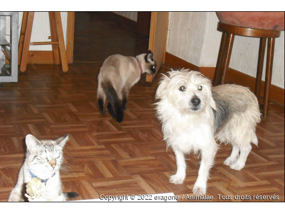 Ainsi que nos deux petit chiens, Athor et lilou ! - Photo de Chiens