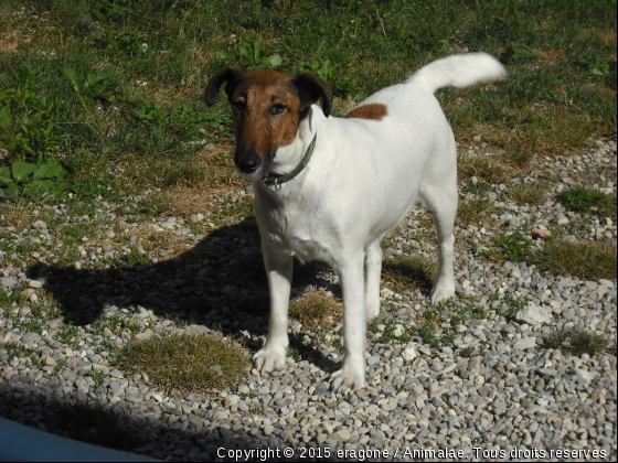 Et lilou notre petite chasseuse ! - Photo de Chiens