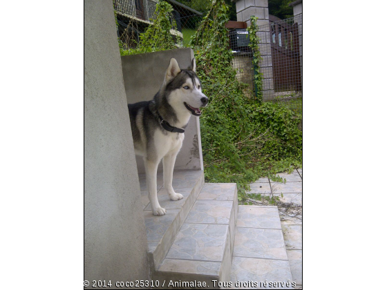 Gaïko husky siberien - Photo de Chiens