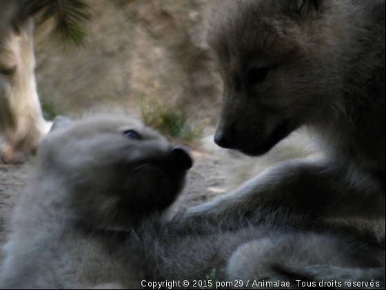 louveteaux d&#039;amneville - Photo de Animaux sauvages