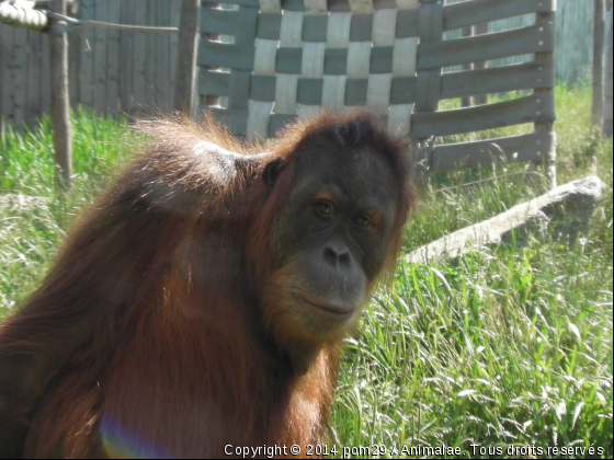 le regard de l&#039;orang outan  - Photo de Animaux sauvages