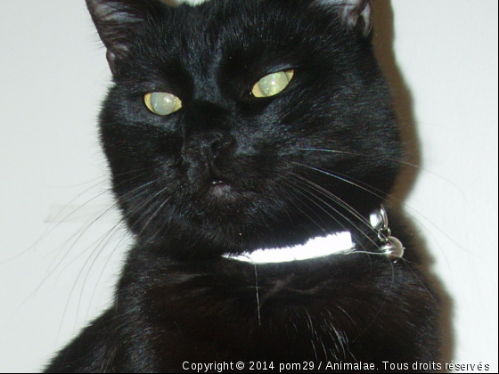 garfiiield, mon amour de chat - Photo de Chats