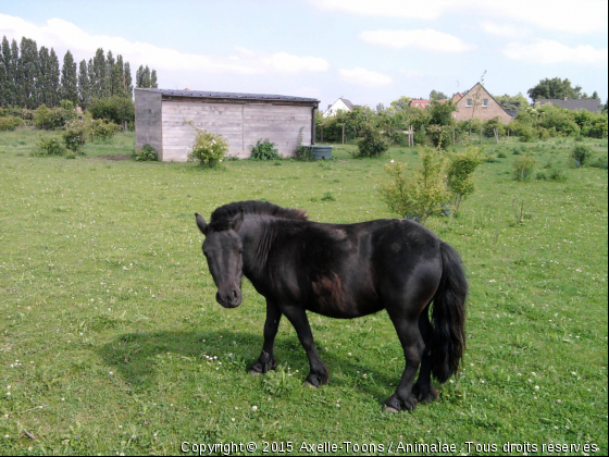 Toon&#039;s, Shetland, 4 ans :)  - Photo de Chevaux