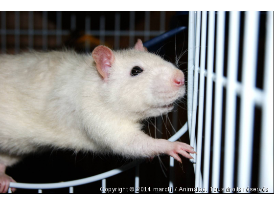 Rat&#039;atouille ! - Photo de Rongeurs