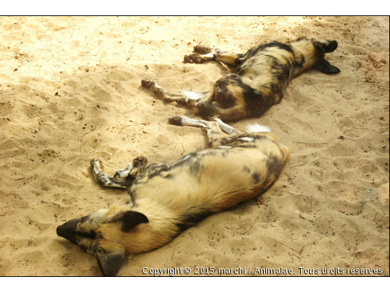 Comme un miroir - Photo de Animaux sauvages