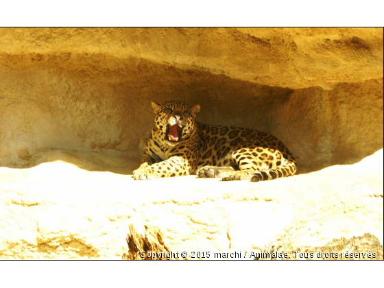 Leopard - Photo de Animaux sauvages