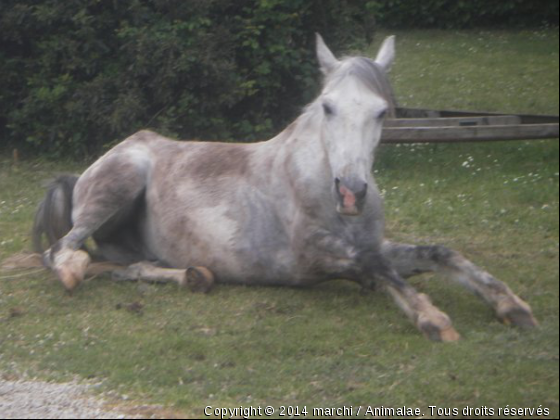Mon petit poney ... (8) - Photo de Chevaux