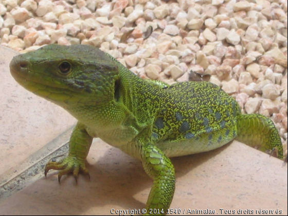 y at-il quelqun? dans cette maison? - Photo de Reptiles