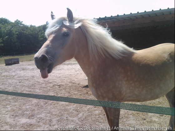 UNEL AYLA UNE HAFLINGER COMIQUE - Photo de Chevaux