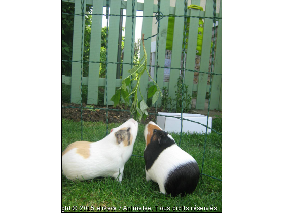 Crème &amp; pistache  qui mangent une branche de framboisier  - Photo de Rongeurs