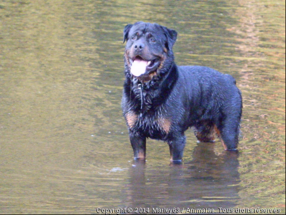 marley - Photo de Chiens