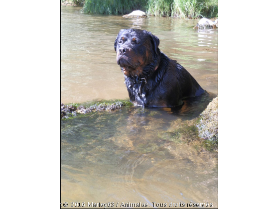 Marley  - Photo de Chiens