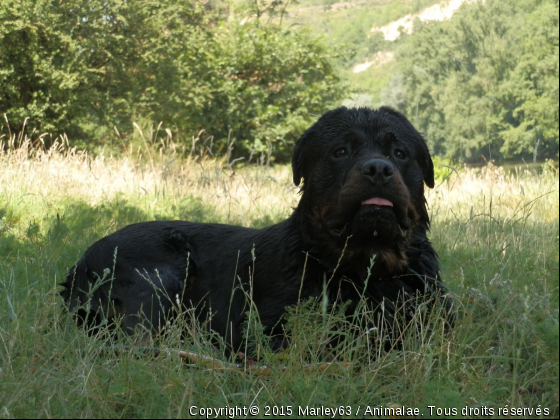 Marley - Photo de Chiens