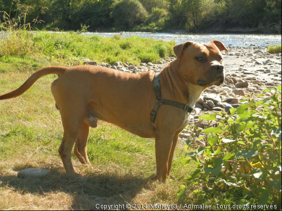 busta - Photo de Chiens