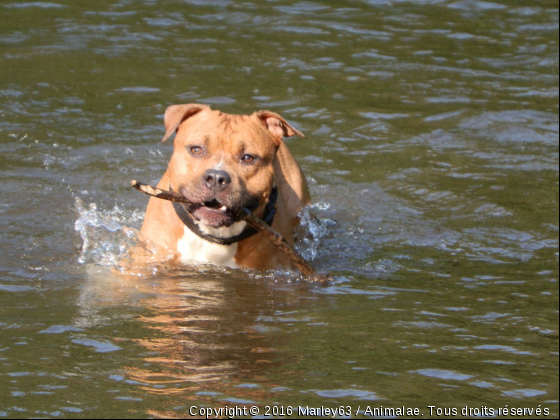 busta - Photo de Chiens