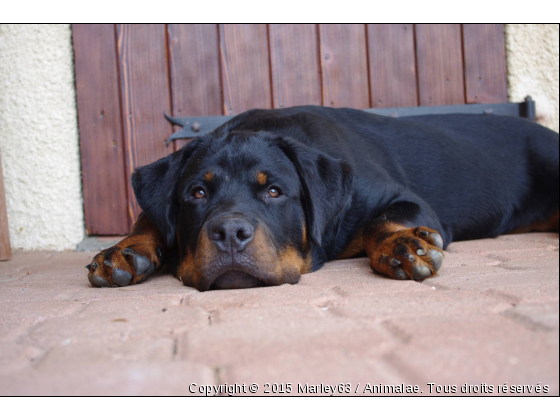 Marley - Photo de Chiens