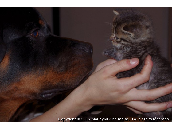 marley et zoé - Photo de Chiens