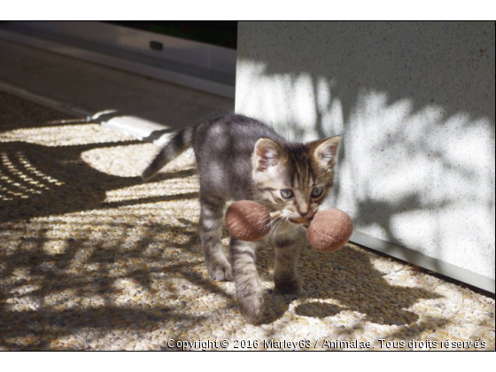 zoé - Photo de Chats