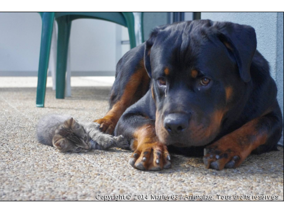 marley et zoé - Photo de Chiens