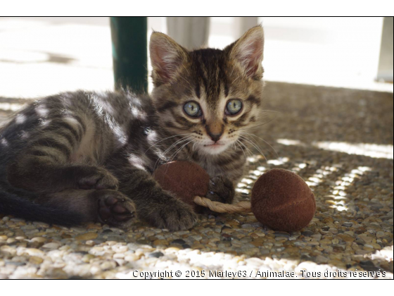 zoé - Photo de Chats