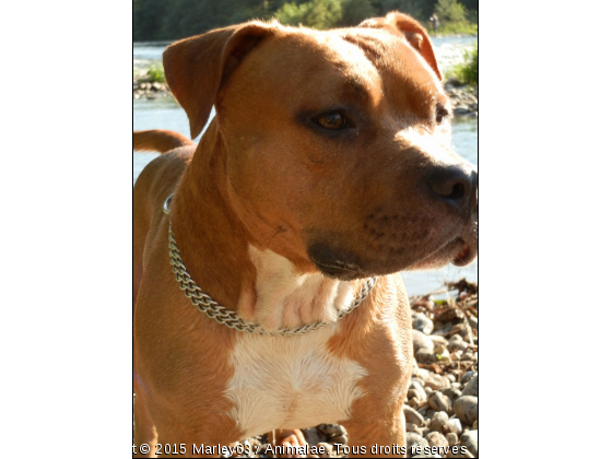 busta - Photo de Chiens