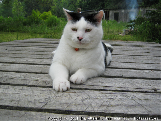 En mémoire de Chaplin......... - Photo de Chats