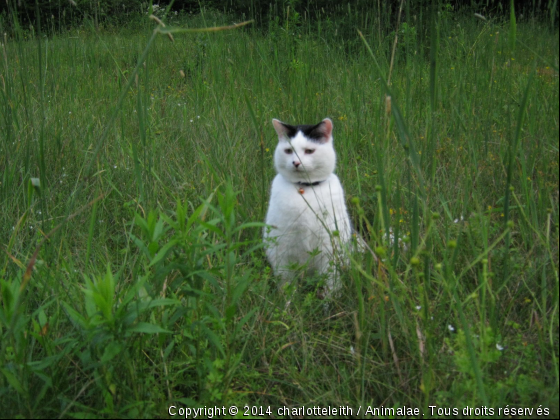 Chaplin... - Photo de Chats